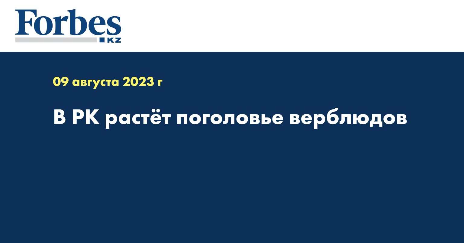 В РК растёт поголовье верблюдов